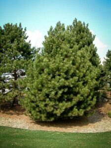 Сосна Чёрная (Pinus Nigra) купить по цене от 270.00р. в интернет-магазине «Посадика» с доставкой почтой в в Певеке и по всей России – [изображение №1].