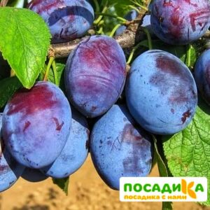 Слива Чачакская ранняя купить по цене от 229.00р. в интернет-магазине «Посадика» с доставкой почтой в в Певеке и по всей России – [изображение №1].