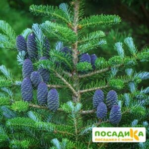 Пихта корейская (Abies koreana) купить по цене от 450.00р. в интернет-магазине «Посадика» с доставкой почтой в в Певеке и по всей России – [изображение №1].