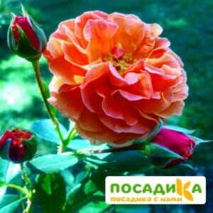 Роза Арабия купить по цене от 350.00р. в интернет-магазине «Посадика» с доставкой почтой в в Певеке и по всей России – [изображение №1].