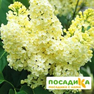 Сирень Примроуз (Primrose) купить по цене от 529.00р. в интернет-магазине «Посадика» с доставкой почтой в в Певеке и по всей России – [изображение №1].