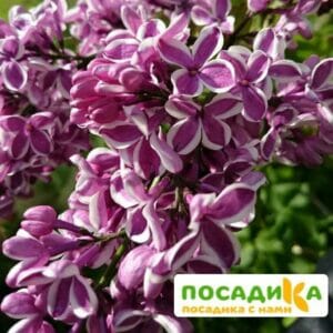 Сирень Сенсация купить по цене от 529.00р. в интернет-магазине «Посадика» с доставкой почтой в в Певеке и по всей России – [изображение №1].