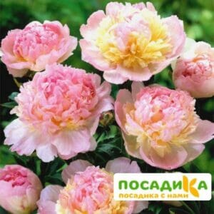 Пион Распберри Сандей (Paeonia Raspberry Sundae) купить по цене от 959р. в интернет-магазине «Посадика» с доставкой почтой в в Певеке и по всей России – [изображение №1].