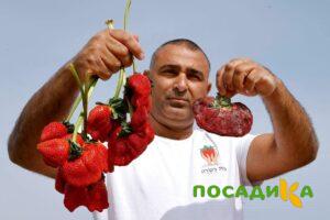 Клубника Гигант Джорнея купить по цене от 266р. в интернет-магазине «Посадика» с доставкой почтой в в Певеке и по всей России – [изображение №1].