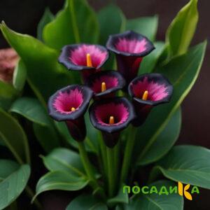 Калла Аура Лейс купить по цене от 400р. в интернет-магазине «Посадика» с доставкой почтой в в Певеке и по всей России – [изображение №1].