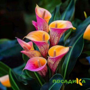 Калла Оникс купить по цене от 450р. в интернет-магазине «Посадика» с доставкой почтой в в Певеке и по всей России – [изображение №1].