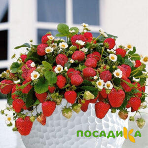 Клубника Рубиновый Шепот (горшечная) купить по цене от 240р. в интернет-магазине «Посадика» с доставкой почтой в в Певеке и по всей России – [изображение №1].