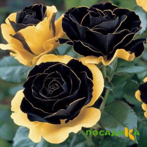 Роза Ханни Сикл купить по цене от 700р. в интернет-магазине «Посадика» с доставкой почтой в в Певеке и по всей России – [изображение №1].