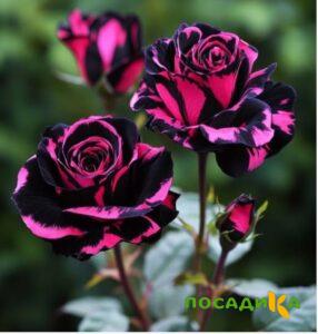 Роза Багровый Шепот купить по цене от 366р. в интернет-магазине «Посадика» с доставкой почтой в в Певеке и по всей России – [изображение №1].