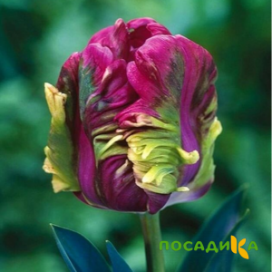 Тюльпан Экзотик Хэвен купить по цене от 186р. в интернет-магазине «Посадика» с доставкой почтой в в Певеке и по всей России – [изображение №1].