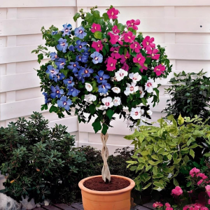 Гибискус-Дерево Триколор купить по цене от 289р. в интернет-магазине «Посадика» с доставкой почтой в в Певеке и по всей России – [изображение №1].