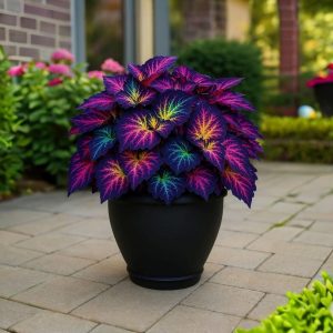 Хоста Фрости Блю купить по цене от 389р. в интернет-магазине «Посадика» с доставкой почтой в в Певеке и по всей России – [изображение №1].