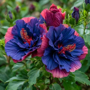 Гибискус Роуз Шайн купить по цене от 360р. в интернет-магазине «Посадика» с доставкой почтой в в Певеке и по всей России – [изображение №1].