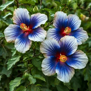 Гибискус Илюжн Вилью купить по цене от 259р. в интернет-магазине «Посадика» с доставкой почтой в в Певеке и по всей России – [изображение №1].