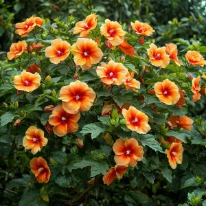 Гибискус Кристал Рэй купить по цене от 458р. в интернет-магазине «Посадика» с доставкой почтой в в Певеке и по всей России – [изображение №1].