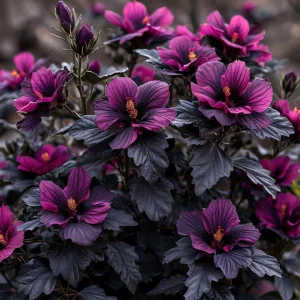 Гибискус Корал Чарм купить по цене от 271р. в интернет-магазине «Посадика» с доставкой почтой в в Певеке и по всей России – [изображение №1].