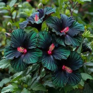 Гибискус Пикок Плюм купить по цене от 490р. в интернет-магазине «Посадика» с доставкой почтой в в Певеке и по всей России – [изображение №1].