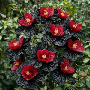 Гибискус Ройял Афеа купить по цене от 460р. в интернет-магазине «Посадика» с доставкой почтой в в Певеке и по всей России – [изображение №1].