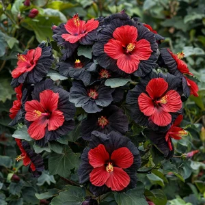 Гибискус Шиммеринг купить по цене от 720р. в интернет-магазине «Посадика» с доставкой почтой в в Певеке и по всей России – [изображение №1].