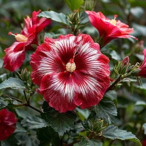 Гибискус Пурпл Мистик купить по цене от 360р. в интернет-магазине «Посадика» с доставкой почтой в в Певеке и по всей России – [изображение №1].