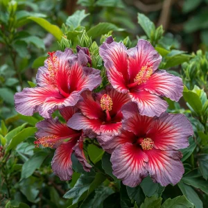 Гибискус Кримсон Флейм купить по цене от 479р. в интернет-магазине «Посадика» с доставкой почтой в в Певеке и по всей России – [изображение №1].