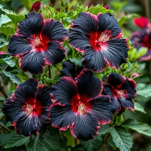 Гибискус садовый Файер Дэнсер купить по цене от 450р. в интернет-магазине «Посадика» с доставкой почтой в в Певеке и по всей России – [изображение №1].